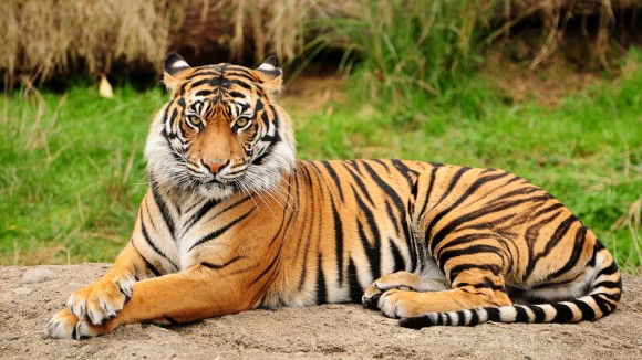 Kids Launch A Website To Save Tigers